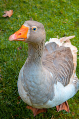 white goose on the grass