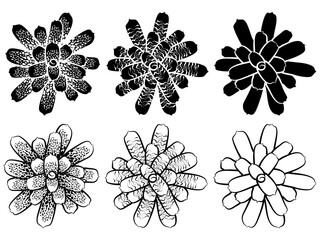 Llustration Bromeliads Black And White
