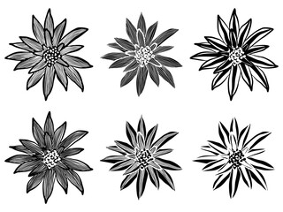 llustration of bromeliads in black and white, positive and negative versions