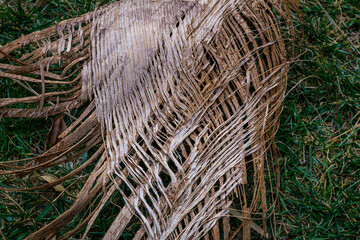 Palm leaf