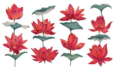 Fototapeta na wymiar Watercolor colorful lotus flowers, wallpaper, background, postcard. Luxurious flowers.