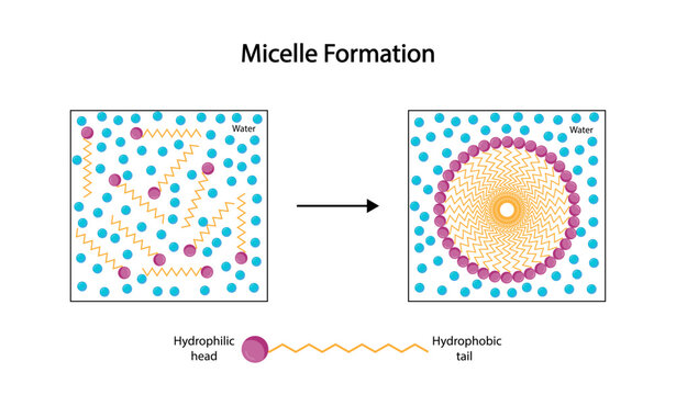 	
Micelle Structure, Soap Molecule, Micelle Formation. Vector illustration.	
