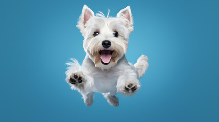 West Highland White Terrier dog jumping on blue background