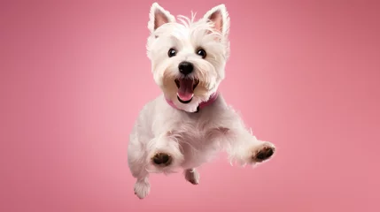 Gartenposter West Highland White Terrier dog jumping on pink background © Dantaz