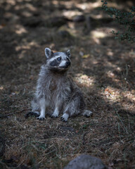 Waschbär sitzt auf Waldboden