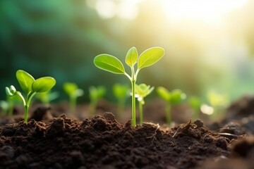 Green seedling growing from soil in the morning light. Agriculture concept