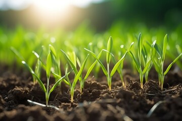 Green seedling growing from soil in the morning light. Agriculture concept
