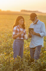 Farmers checking soybean crop in field
