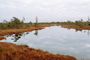 Swamps in the autumn forest. View of a wetland in a natural park. Swamp landscape. Concept of nature.