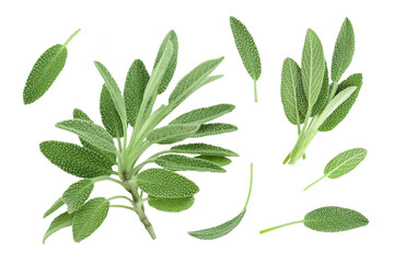 fresh sage herb in wooden bowl isolated on white background with full depth of field, Top view. Flat lay