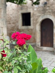 Fototapeta na wymiar Arkadi Monastery flowers bloom
