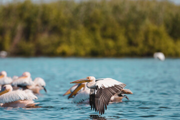 Photo of a group of pelicans gracefully gliding on the water's surface