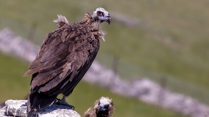 Cinereous Vulture perching on the rock