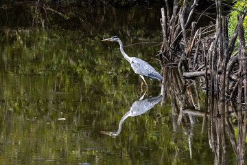héron dans les marais