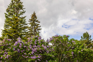 Beautiful view of lilac bushes and pine trees tops on white clouds background. 