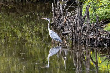 héron dans les marais