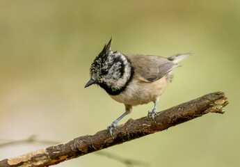 Very rare scottish small woodland bird, the crested tit, in the forest in the highlands 