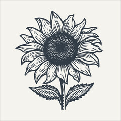 Sunflower. Vintage woodcut engraving style vector illustration.