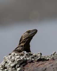 Lizard poking out its head blurred background.