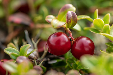 macro photography of wild cranberries