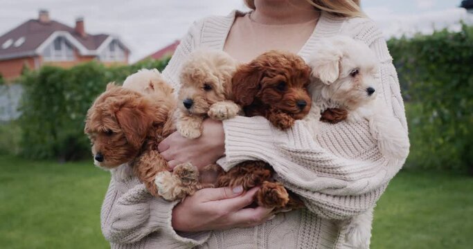 The hands of a woman in a warm sweater hold an armful of small maltipoo puppies