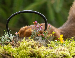 Close up of a cute and hungry little scottish red squirrel eating a juicy red applied the woodland