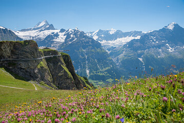 Fototapeta premium alpine landscape with flowers and view to bernese alps, Grindelwald First, Cliff walk