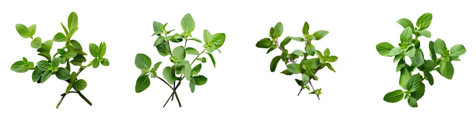 Png Set transparent background with isolated oregano leaves