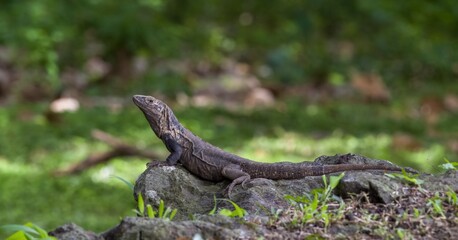 Lizard taking the sun while resting on a rock.