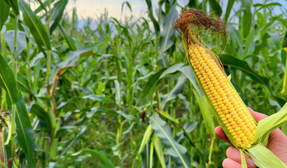 Corn in the hand of a former on a background of a corn field. Corn field at farm. Agricultural...