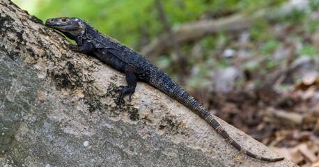 Naklejka na ściany i meble Black spiky lizard on a tree.