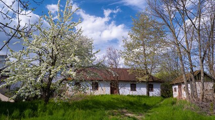 old sweet cherry tree blossom, abandoned house facade and barn in small yard, white flower and bud on thin twig, evening sky cloud, light and shadow play on grass lawn, traditional Ukrainian village