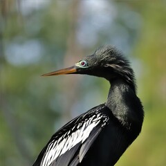 Anhings in Full Breeding Plumage and Face Colors