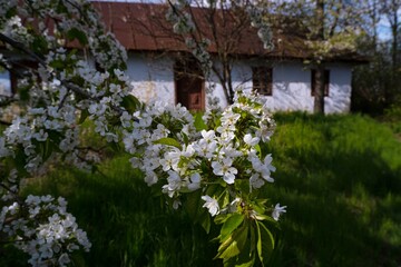 Fototapeta na wymiar old sweet cherry tree in rich blossom in the sun, low key dark image, white flower and buds on thin twigs, light and shadow play, grass lawn in small yard, abandoned shabby house, Ukrainian village