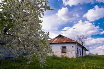 Fototapeta na wymiar old sweet cherry tree in blossom, white flower and bud on twigs, low key dark blue evening sky, light and shadow play, grass lawn and dandelion in small yard, abandoned shabby house, Ukrainian village