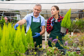 Two professional gardeners in aprons working with Cupressus Goldcrest Wilma plants in pots