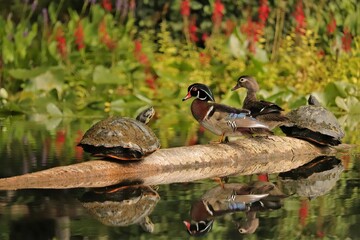Male Female Wood Duck Silver Springs State Park Ocala Florida