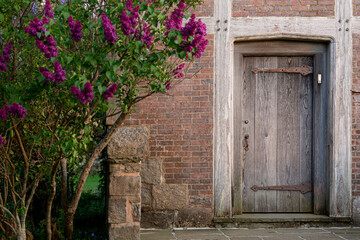 Fototapeta na wymiar lilac bushes blooming by old door on brick house