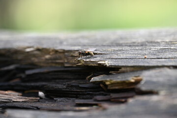 Fototapeta premium fly on a log
