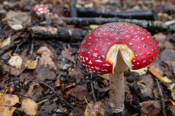 um cogumelo amanita na terra rodeado de troncos