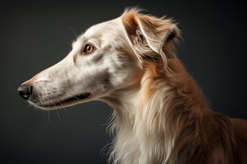 Elegant Borzoi breed dog portrait on dark background. Digital Ai.