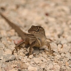 Invasive Brown Anole Forida
