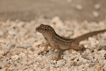 Invasive Brown Anole Forida