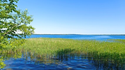 On the shore of the lake there are alder and willow trees. On the far shore - a forest. The water is rippling. Near the shore there is a wide strip of reeds in the water. Summer sunny weather
