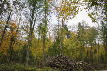 Stack of Logs in a Tall Forest