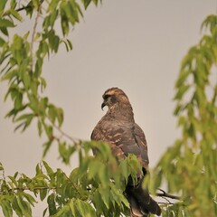 Endangered Snail Kite Paynes Prairie Micanopy Gainesville Florida