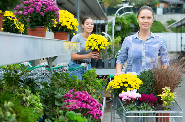 Excited women in casual clothes buying Chrysanthemum flower in pots in greenhouse