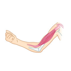 Muscle human arm muscle nerves, illustration, vector, human, body, science, biology, art