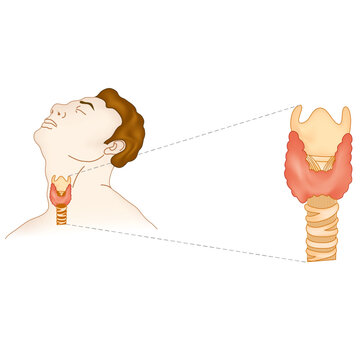 thyroid glands thyroidectomy illustration vector human body science biology