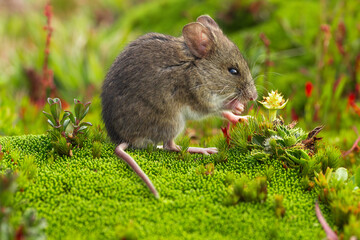 Andean Mouse Feeding on Flowers